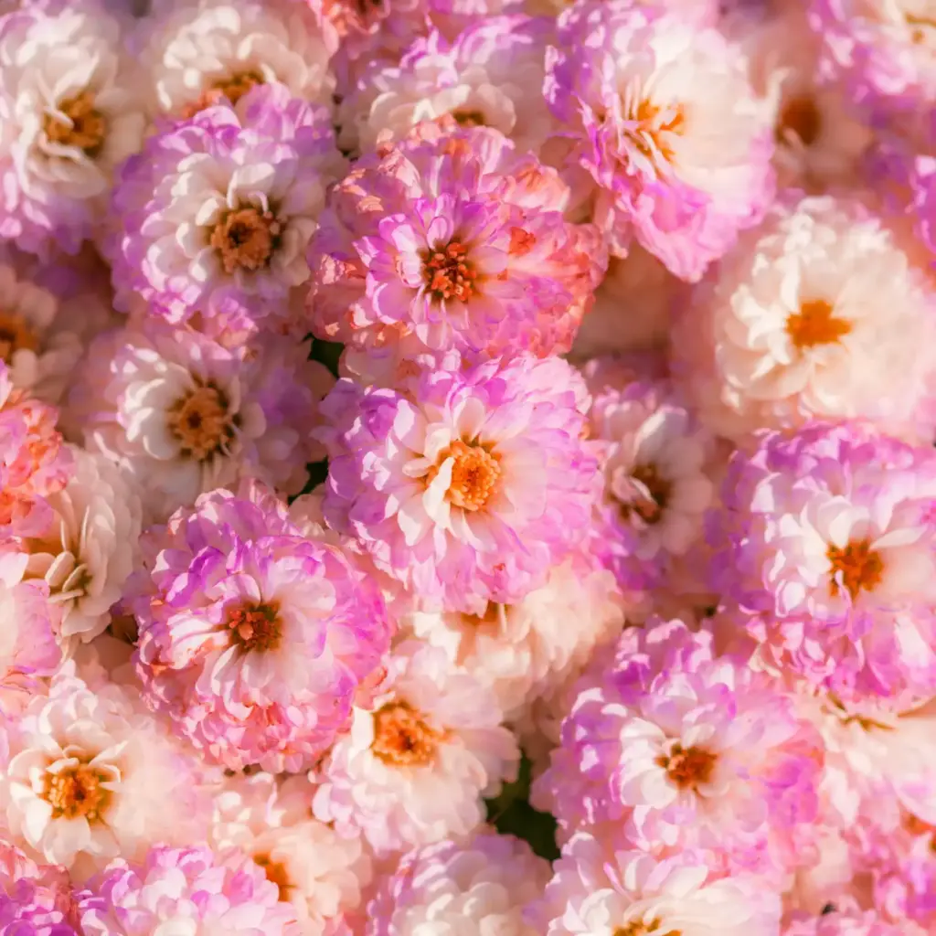 anthony-melone-W6zVhDL_ijg-unsplash
