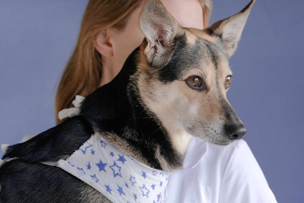 The roads to amazing pets